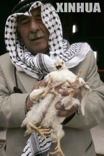 Four-legged chicken emerges in Palestine