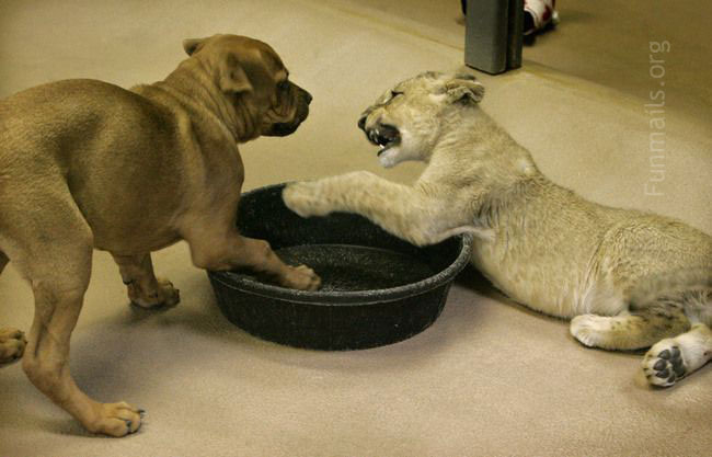 Dog vs Tiger 