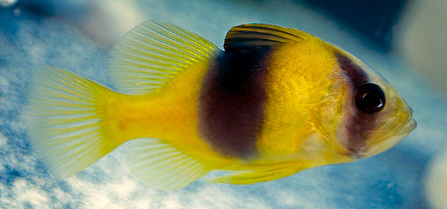 Deadliest Venomous Fish