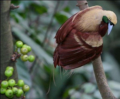 Beautiful Birds