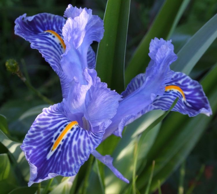 Iris หลากสี
