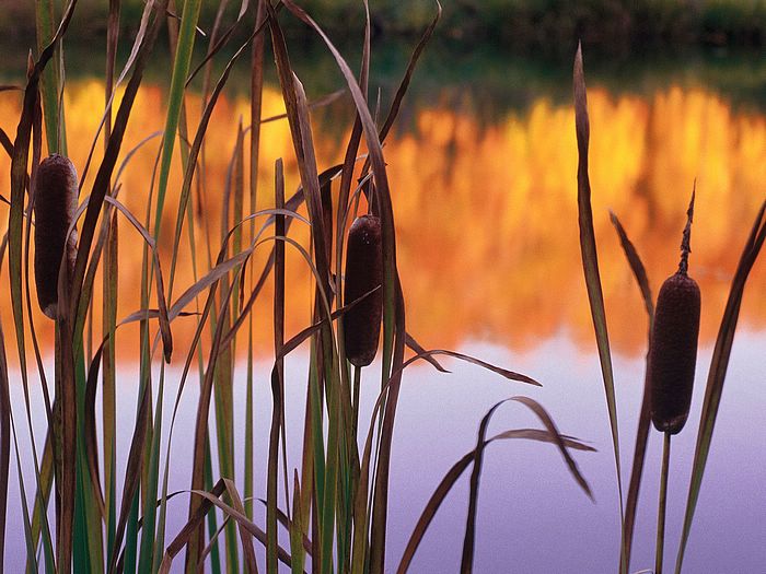 Cattails