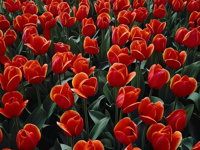 Red Tulips