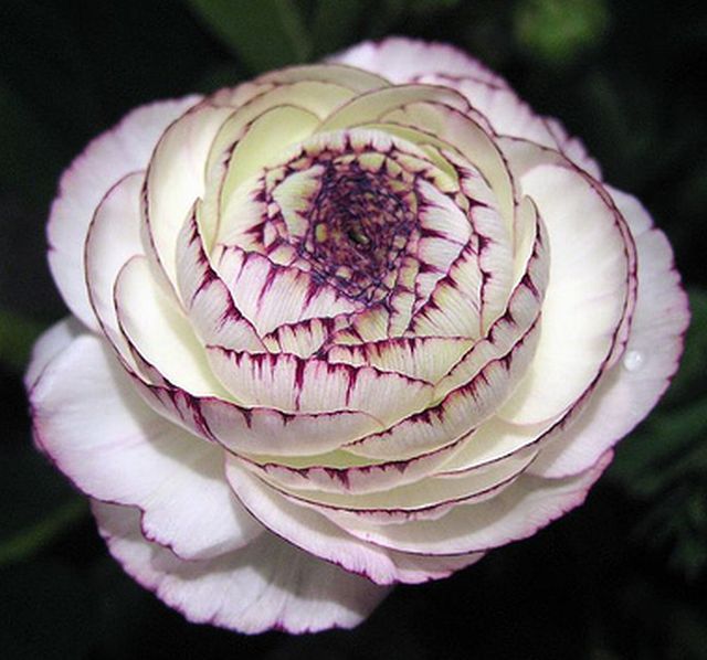 ดอกรานังคูลัส (Ranunculus)
