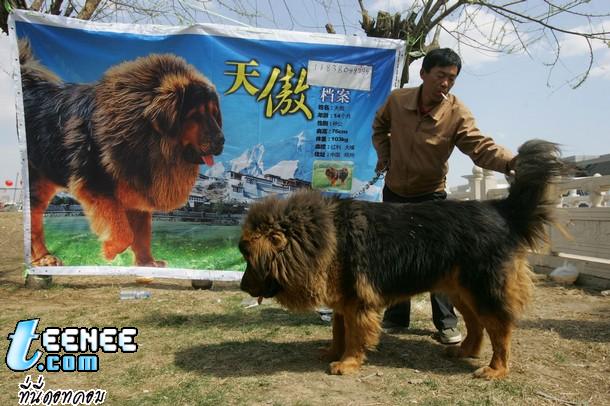 มาดูสุนัขพันธ์ tibetan mastiff กัน