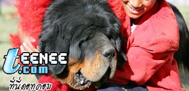 มาดูสุนัขพันธ์ tibetan mastiff กัน