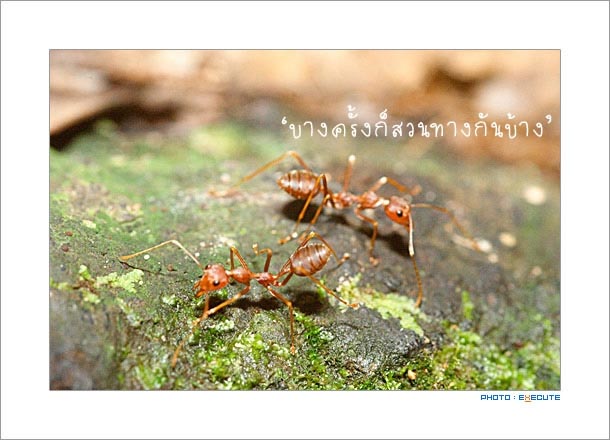 A-Ant มด.. ข้อคิดในการทำงาน