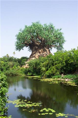 ต้นไม้มหัศจรรย์ที่ Andra Pradesh ---India‏