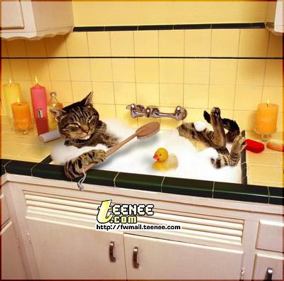 วิธีอาบน้ำแมว รับรองสะอาดแน่นอน หุหุ