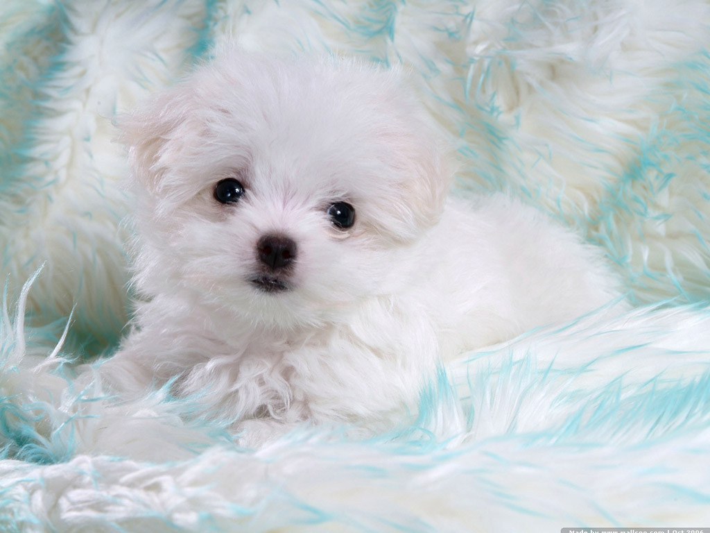 WhiTe BaBy DoG~~~แง่งงงง