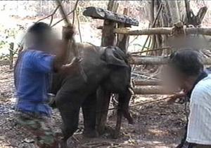ช้างพังเชือกนี้ชื่อ พังเมี่ยว อายุ 3 ปีเท่านั้น แต่ถูกพรากมาจากแม่ของเธอ