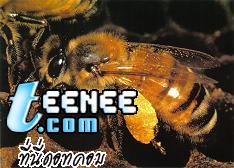 26.คนมีโอกาสตายจากผึ้งต่อยมากกว่างูกัด...