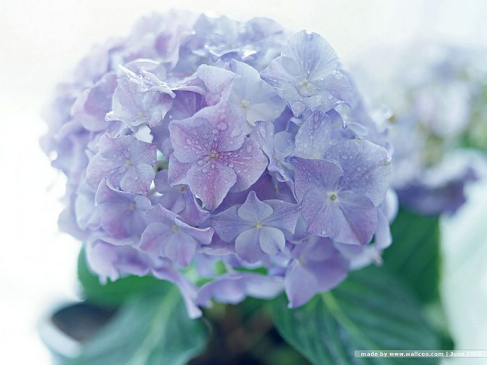 ดอก..Hydrangea...