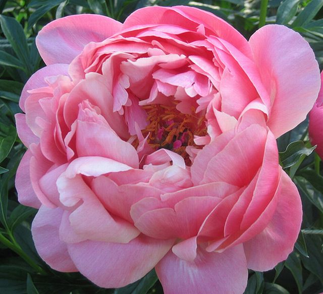 ดอกโบตั๋น (Peony)