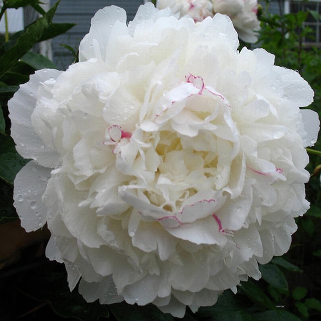 ดอกโบตั๋น (Peony)