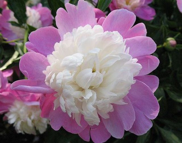 ดอกโบตั๋น (Peony)