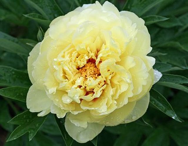 ดอกโบตั๋น (Peony)