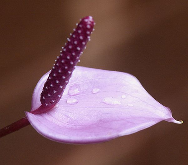 ดอกหน้าวัว (Anthurium)