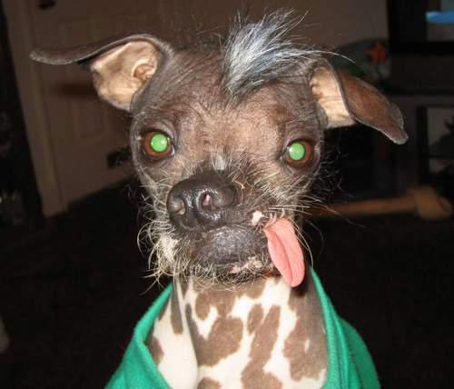 สุนัขที่น่าเกลียด ที่สุดในโลก (Ugliest dog)