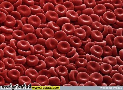 1. Red Blood Cellsเม็ดกลมๆ สีแดงเหมือนลูกกวาดที่พวกเราเห็น ก็คือเม็ดเลือดแดงภายในร่างกายของเรา ซึ่งทำหน้าที่นำพา oxygen ไปเลี้ยงอวัยวะทั่วร่างกาย 