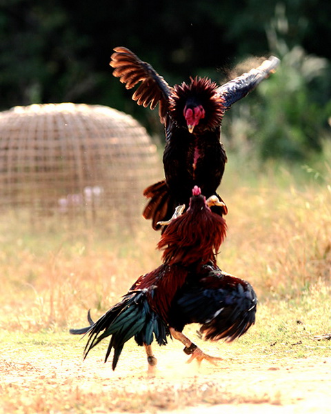 ชนไก่