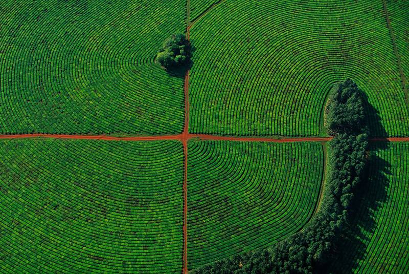 Tea cultivation in Corrientes province, Argentina.