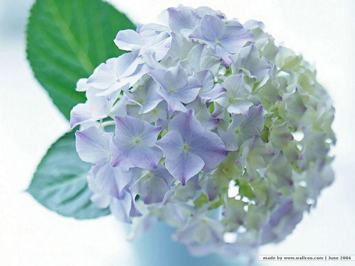 ดอก..Hydrangea...