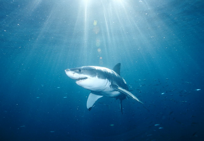 ปลาฉลามขาวยักษ์ (Great white shark)