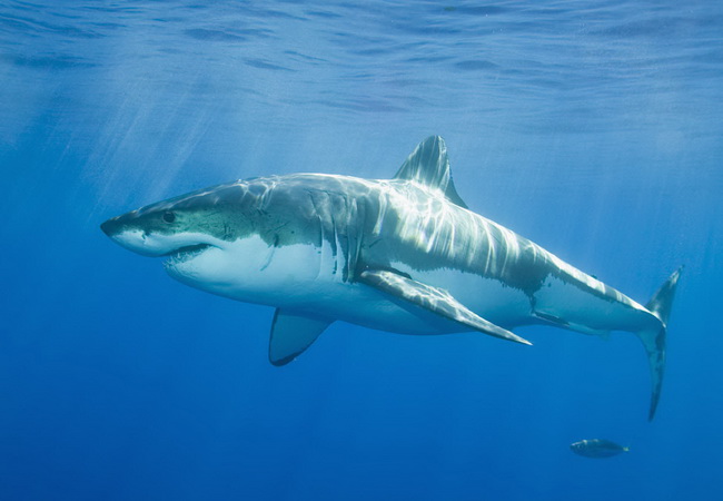 ปลาฉลามมาโก (Mako shark)