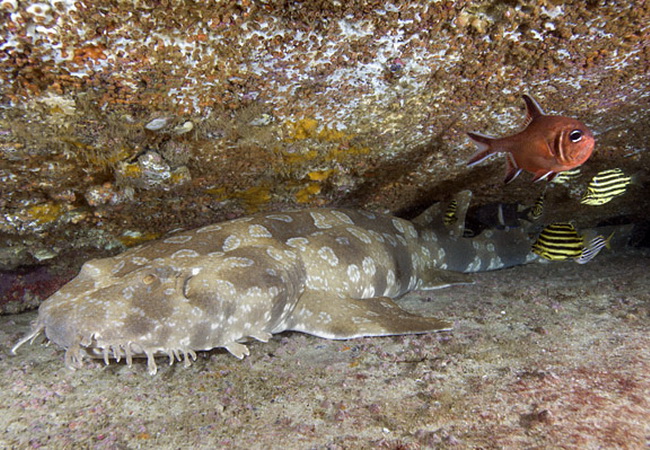 ปลาฉลามวอบบีกอง (Wobbegong shark)