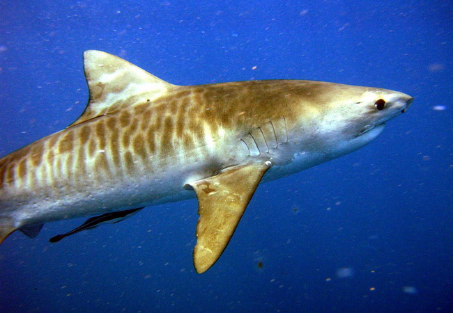ปลาฉลามเสือ (Tiger shark)