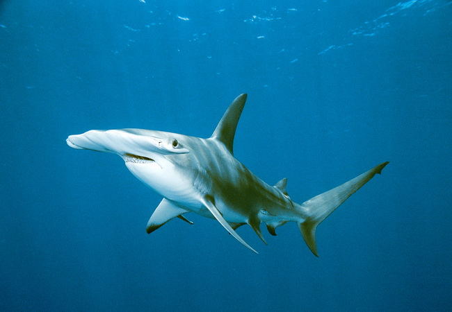 ปลาฉลามหัวค้อน (Hammerhead shark)