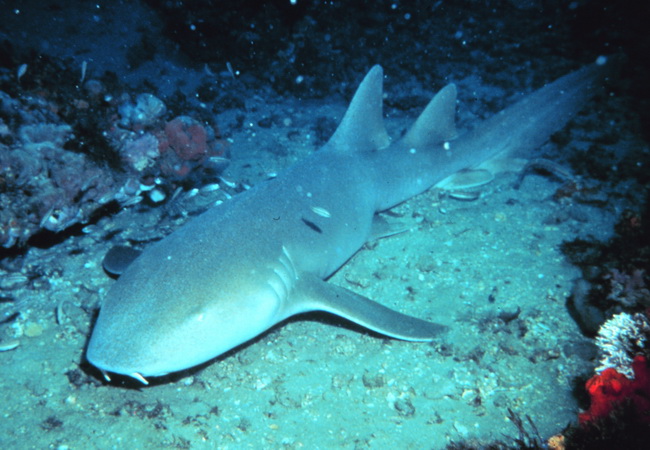 ปลาฉลามหิน (Nurse shark)