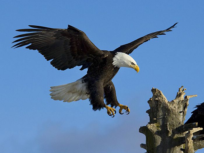 Bald Eagle Homer Alaska