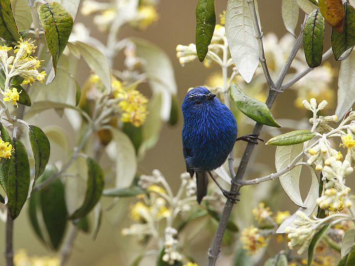 Blue-and-Black Tanager Andes Peru