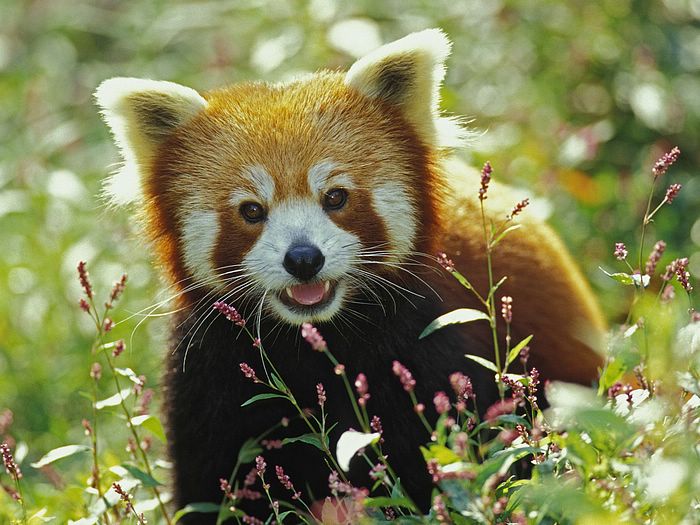 Firefox Red Panda