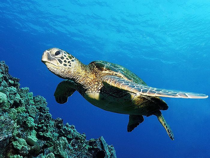 Green Sea Turtle