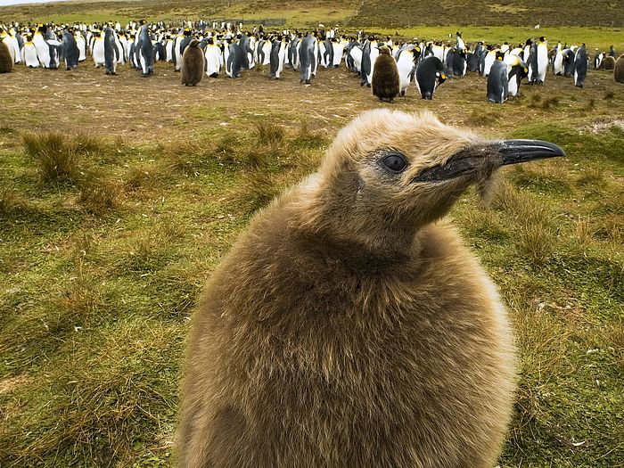 King Penguin Chick Falkland Islands