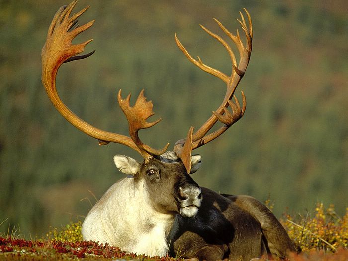Male Caribou Alaska