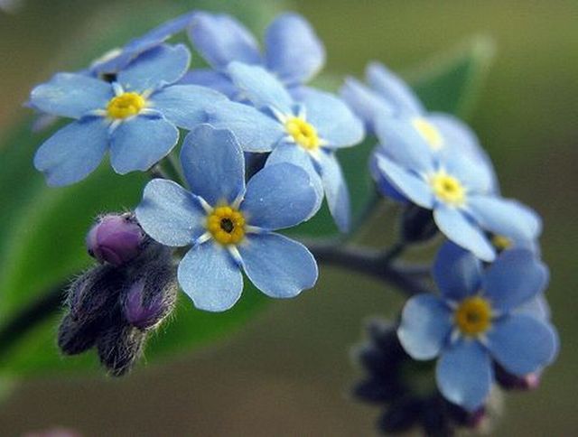 forget-me-not