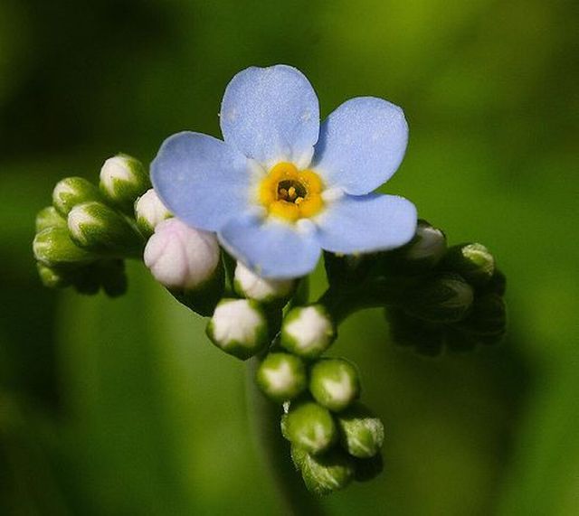 forget-me-not