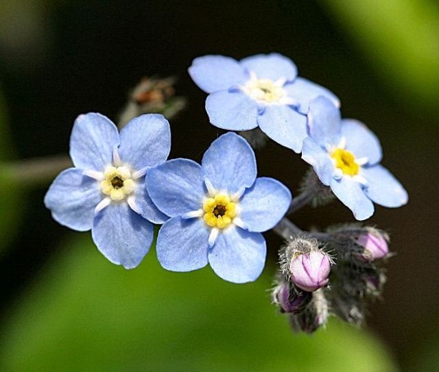 forget-me-not