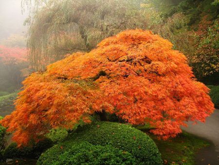 สวนแบบญี่ปุ่นที่ Portland Oregon (Portland\