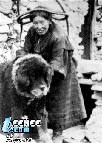 tibetian dog part 2
