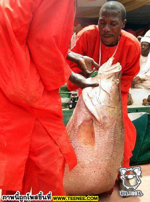 มาดูการจับปลาที่ไนจีเรียกัน ไม่หมดสระให้มันรู้ไป