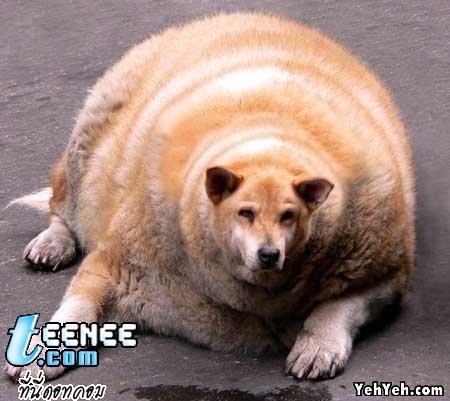 อันนี้สุนัขอ้วน