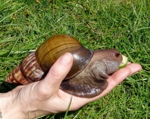  Giant African Snail หอยทากยักษ์แอฟริกา