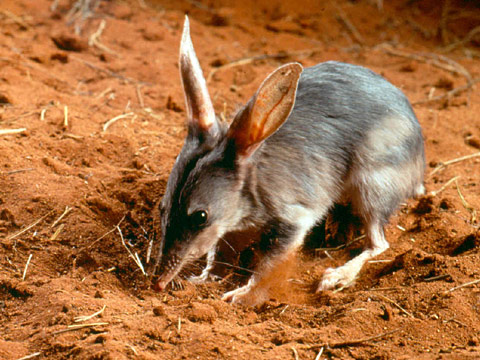 กระต่ายน้อยที่ออสเตรเลีย....!