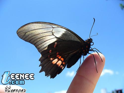 Butterflies *o* 2