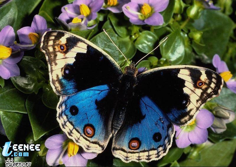 Butterflies  2